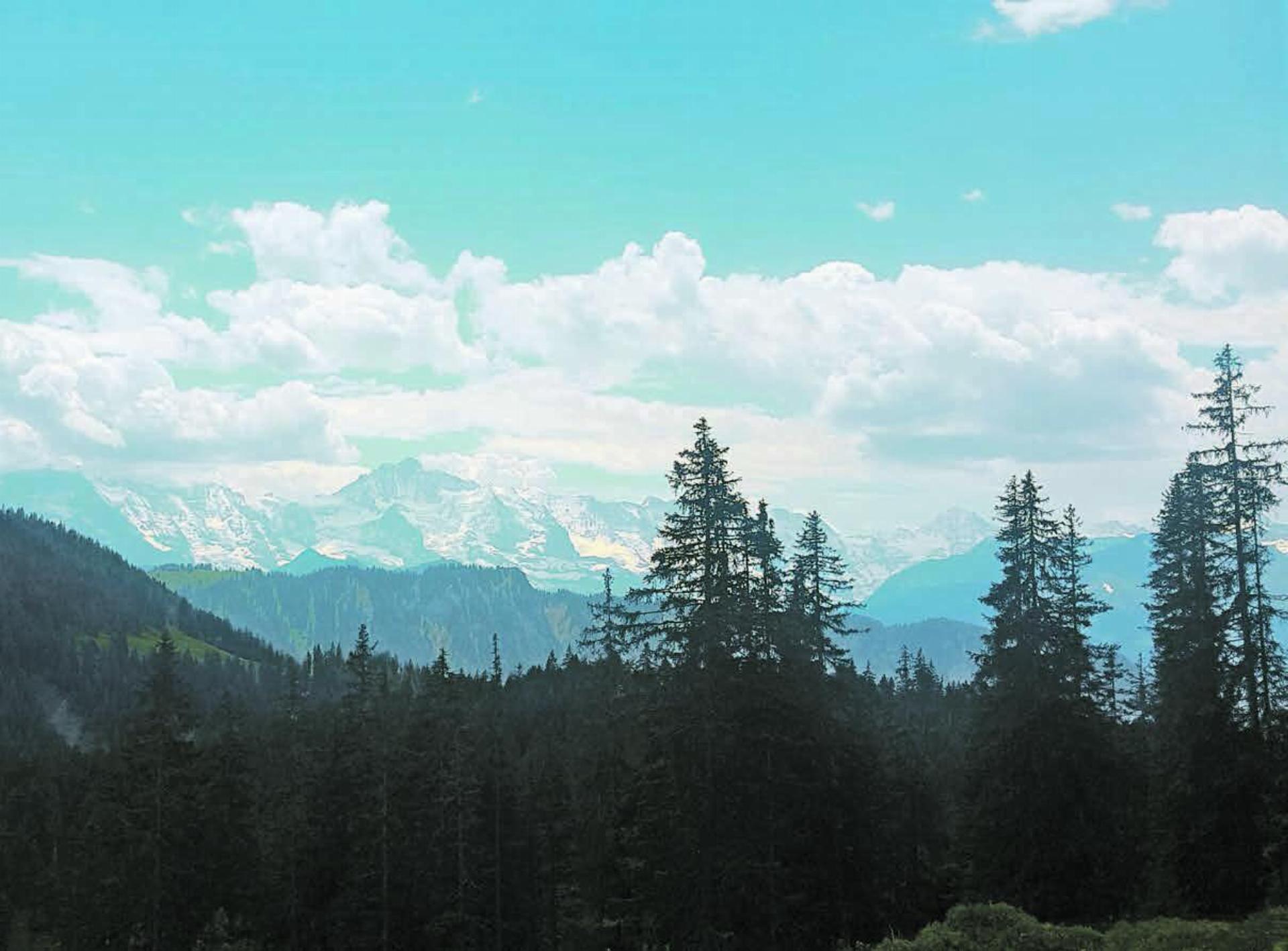 Der Wald im Berner Oberland hat fast zu hundert Prozent eine Schutzfunktion. Bilder: Barbara Marty