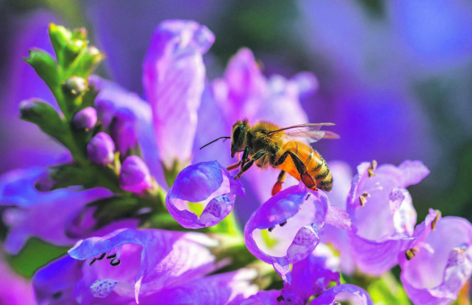 Bienen fliegen am liebsten auf Blüten mit viel Nektar – das sind Korb-, Dolden- und Lippenblütler, Wildstauden, Wildblumen und Kräuter.