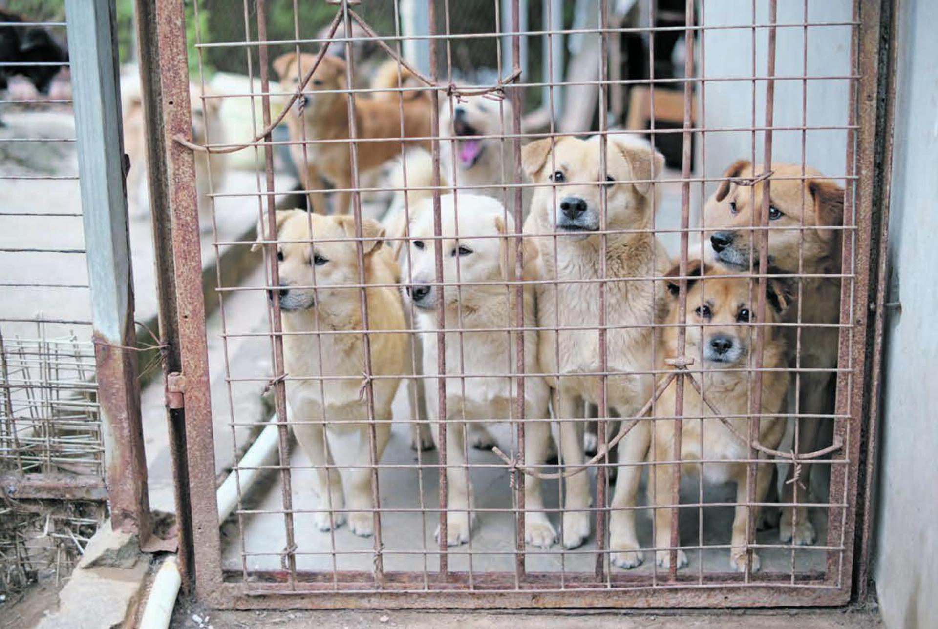 Im ausländischen Tierheim herrschen andere Verhältnisse – hier wie anderswo wünscht sich jedes Tier langfristig einen Platz zum Leben.