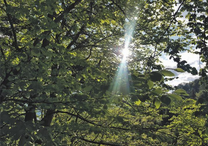 Buchen werden mit trockenheitstoleranteren Arten gemischt – Kanton Bern unterstützt nachhaltige Waldbewirtschaftung. Bilder: Barbara Matry